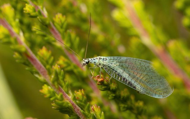 Pearl lacewing