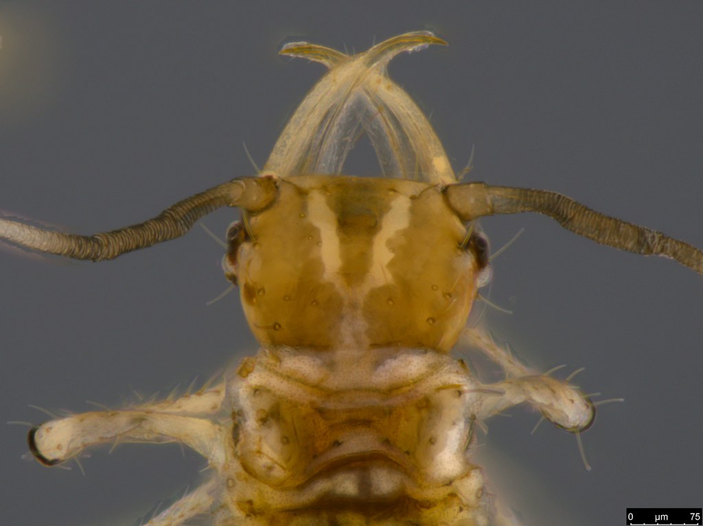 28b - Chrysopidae sp.