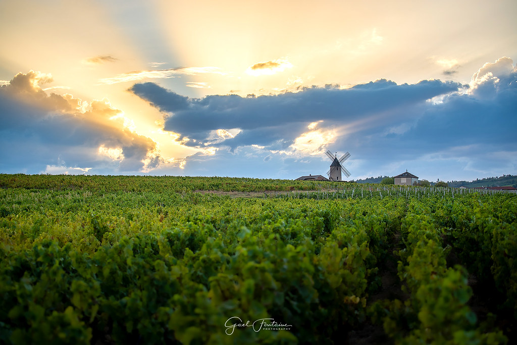 Sunset lights over vineyards and mill