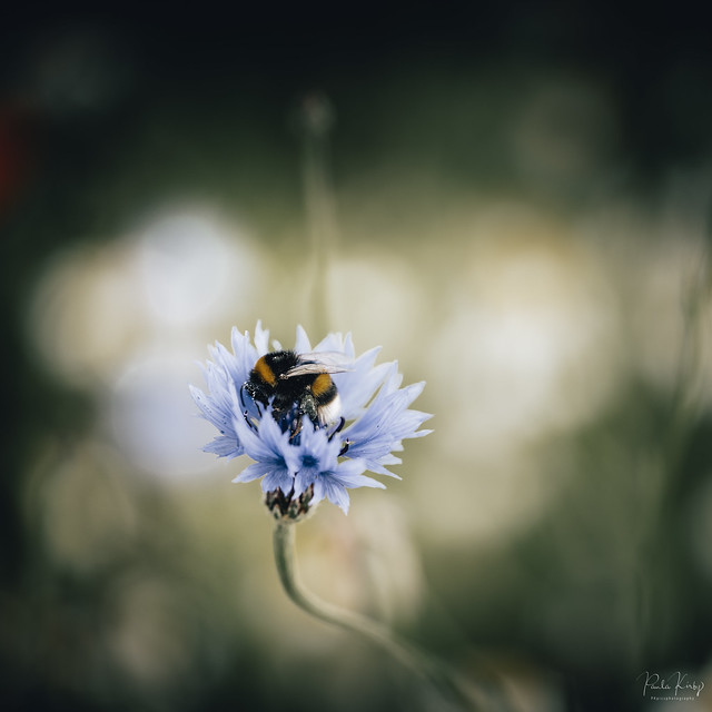 Bumble and Cornflower