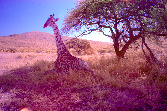 Giraffe resting in the wild South African game reserve Hluhluwe