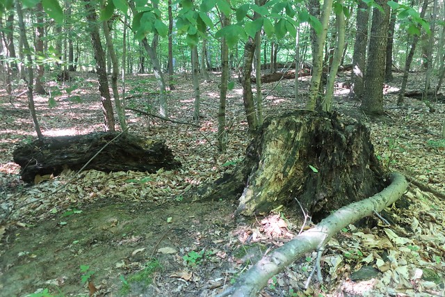 Stumps and lumps of trees felled decades ago