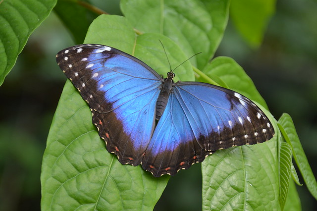 Blue Morpho Butterfly (Morpho peleides)