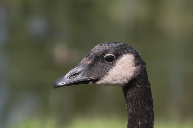 Marvels of Nature - young Canada Goose