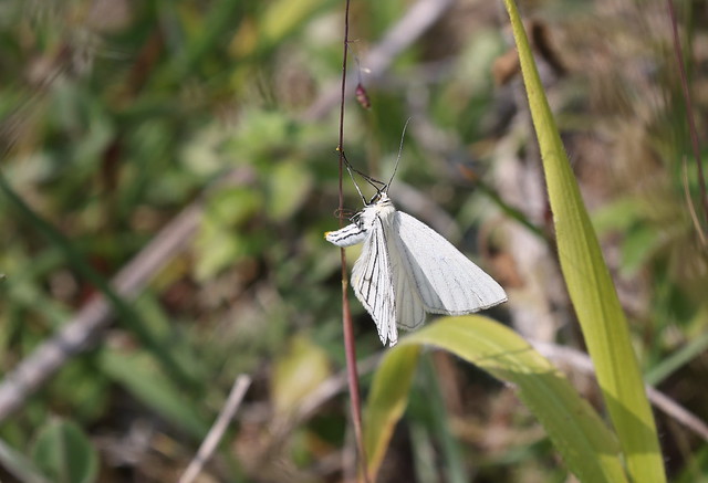 Hvidvingemåler (Black-veined Moth / Siona lineata)