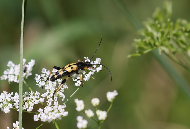 Sydlig blomsterbuk (Black-and-yellow Longhorn Beetle / Rutpela maculata)