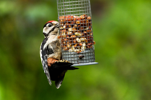 juvenile woodpecker