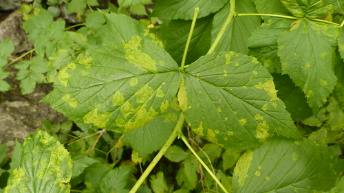 Virus-like patches wild Ribes