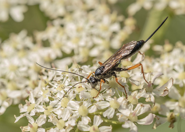 Ichneumon (Darwin) Wasp