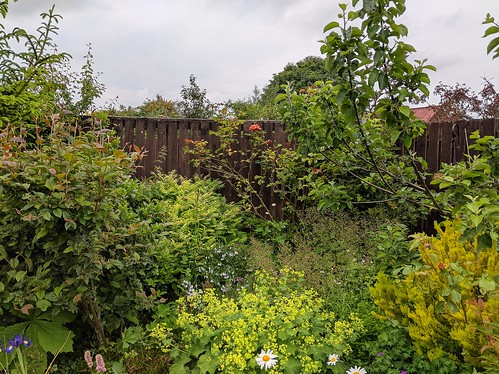 my Garden, Fife