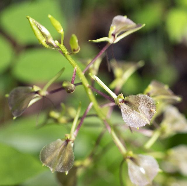 Lily-leaved Twayblade (Liparis liliifolia)