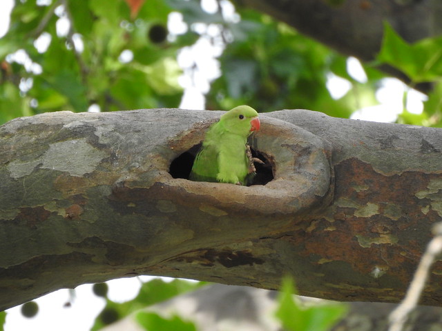 baby ring-necked parakeet ready to leave the nest Paris bébé perruche à collier prêt à partir