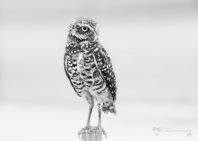 Burrowing Owl in Black and White 1080