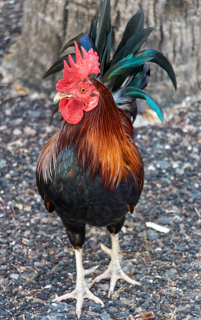 Key West Rooster