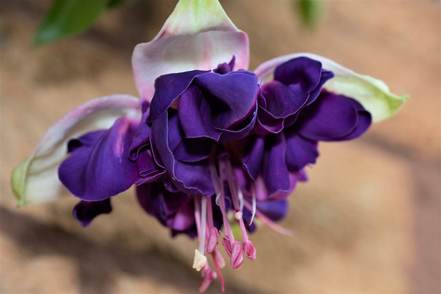 Deep Purple Fuchsia blooms in June, 2021..jpg