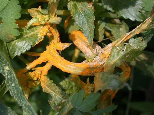 Oxford ragwort Orange rust CU