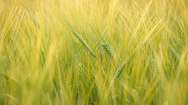 The fresh green of a barley field in summer