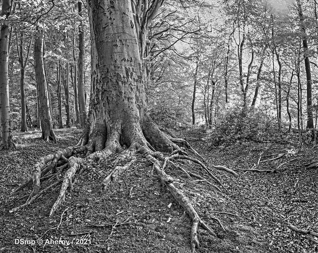 B&W Tree/Roots in Woodscape, Groningen / Drenthe, the Netherlands