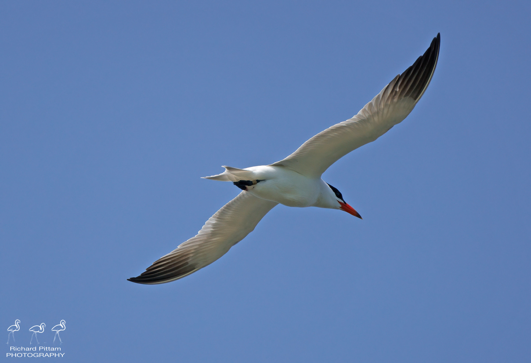 Caspian Tern - lovely bird - harsh light
