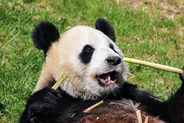 Panda géant - Hao Hao