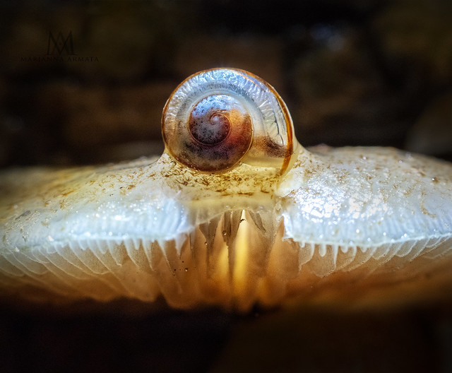 snail shell on a shroom