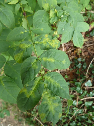 Ash virus yellow patches