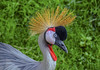 Crowned Crane by raisames1
