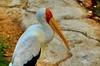Painted stork by raisames1