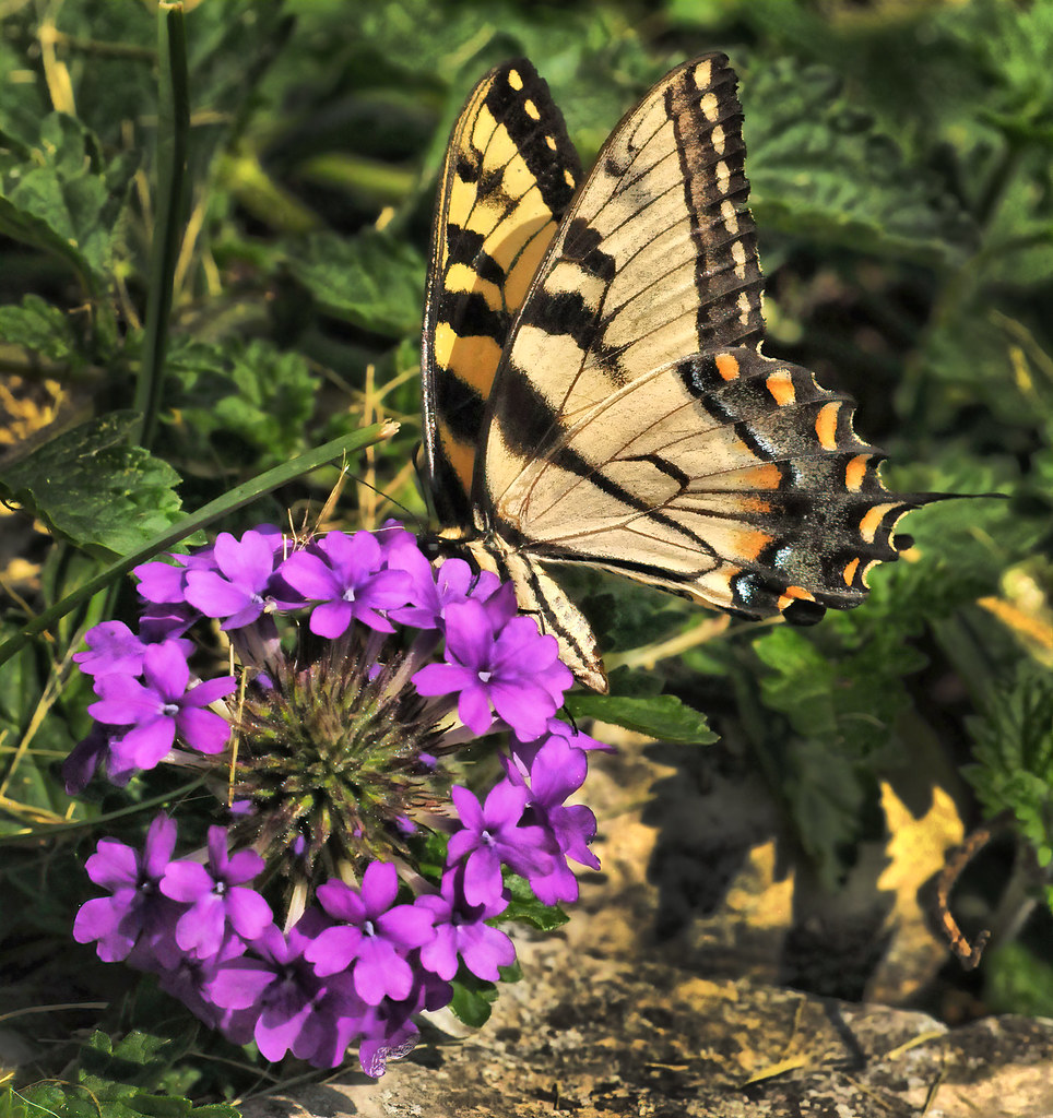Tiger Swallowtail & The Ring of Beauty