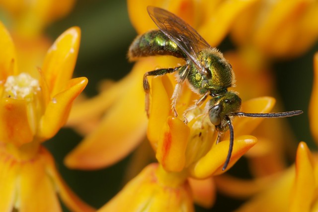 Golden sweat bee pollinating milkweed
