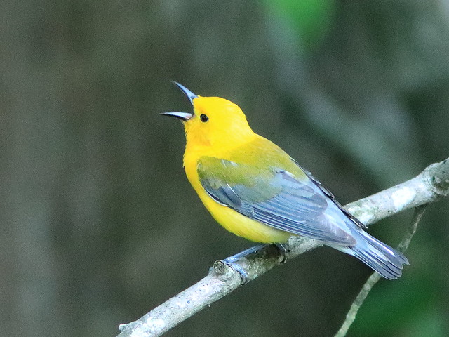 Prothonotary Warbler 913-20210622