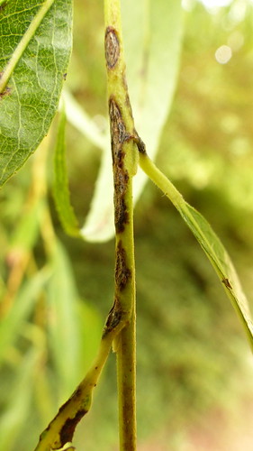Anthracnose on thin stems