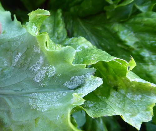 PTaylor Bremia-downy-mildew-sporulation-lettuce-2