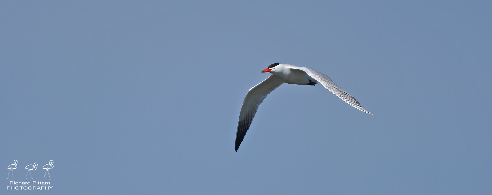 Caspian Tern - lovely bird - harsh light