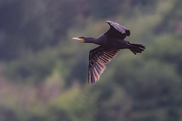 Great Cormorant / Kormoran (Phalacrocorax carbo)