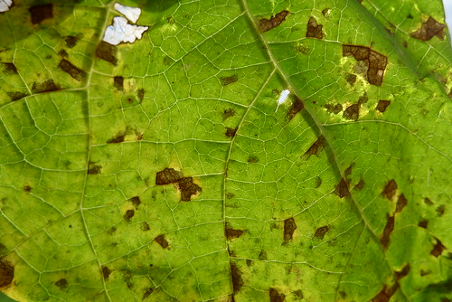 Angular leaf spots thorugh lamina