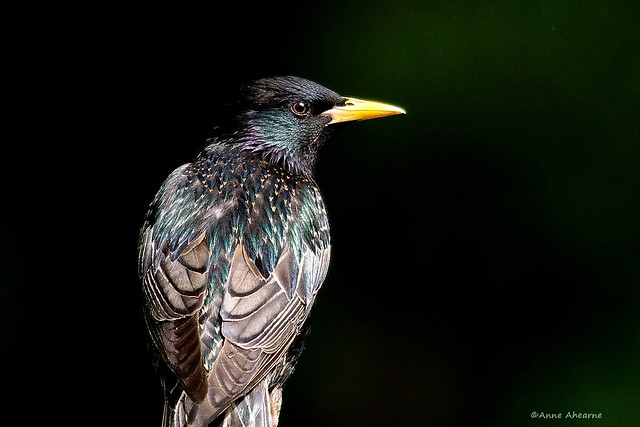 Portrait of a European Starling