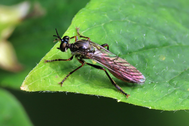 Stripe-legged Robberfly - Dioctria baumhaueri [A]