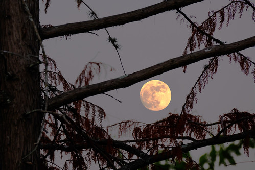 sugarland memorialpark moon fullmoon cypress twilight naturallight nature naturephotography availablelight shadow silhouette tree dialectic outdoors fujifilm xs10 fujinon xf70300mm velvia filmsimulation texas evening