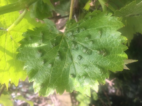 Grapevine Leaf Mite Gall (CREDIT: Dr Eric Boa)