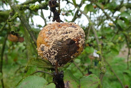 Brown rot on manky apple.