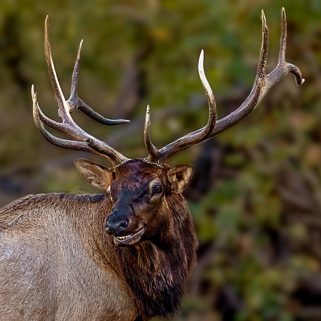 Bull Elk Portrait  (Explored June 30, 2021)