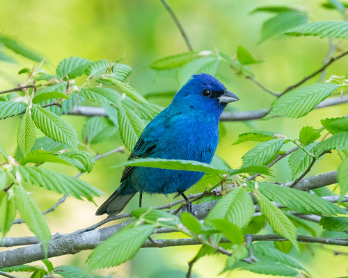 Indigo Bunting | by Todd Dixon