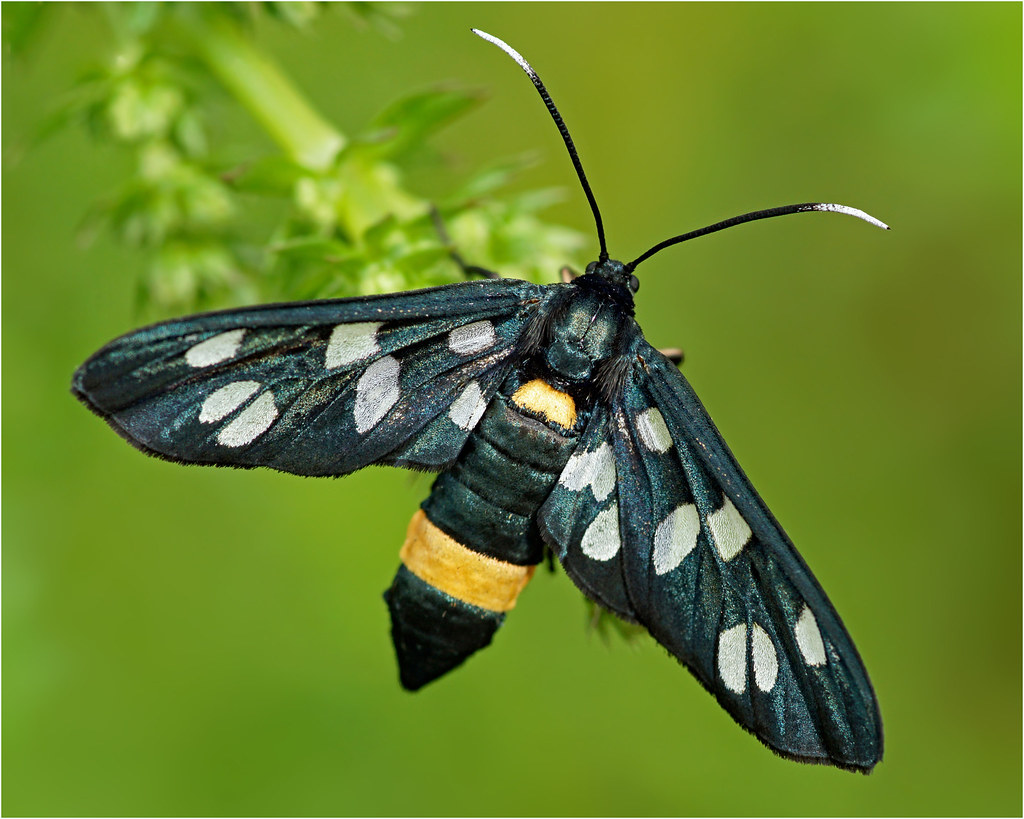 Yellow belted burnet, too nine-spotted moth