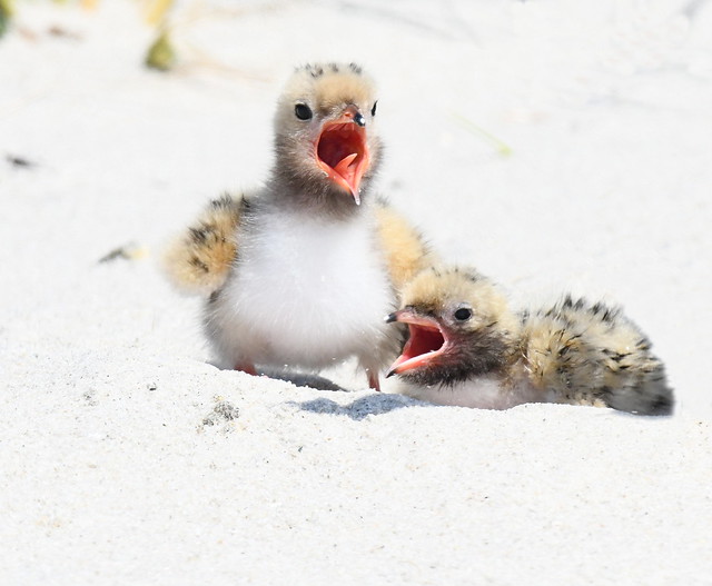 Hungry Newborn Terns