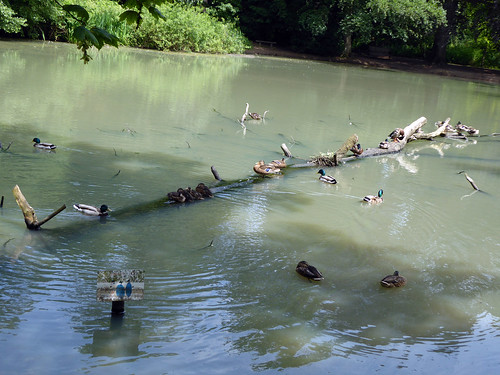 Apley Duck Pond