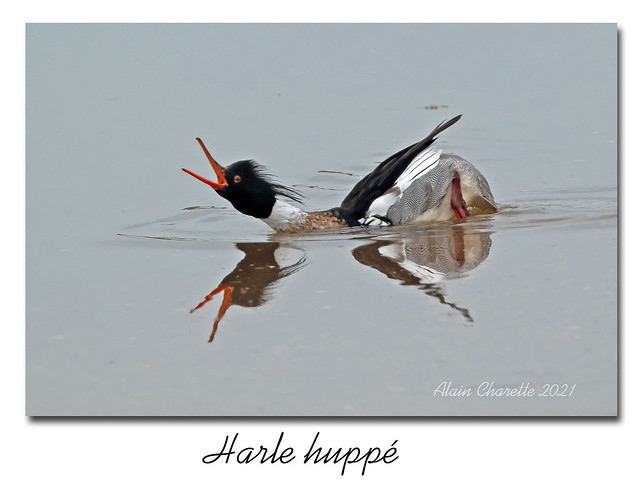 Harle huppé / Red-Breasted Merganser 153A7213B 2000px