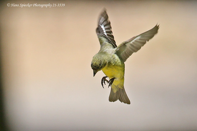 Lesser Goldfinch 21-3539