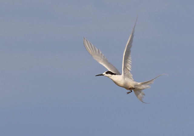 Whitefronted tern