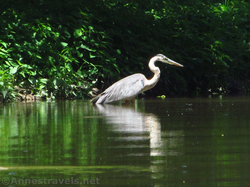 While this isn't a bad photo, the washed-out colors of the bird and the bits of leaves, etc., on the water distract from the subject.  A great blue heron on Honeoye Creek, New York